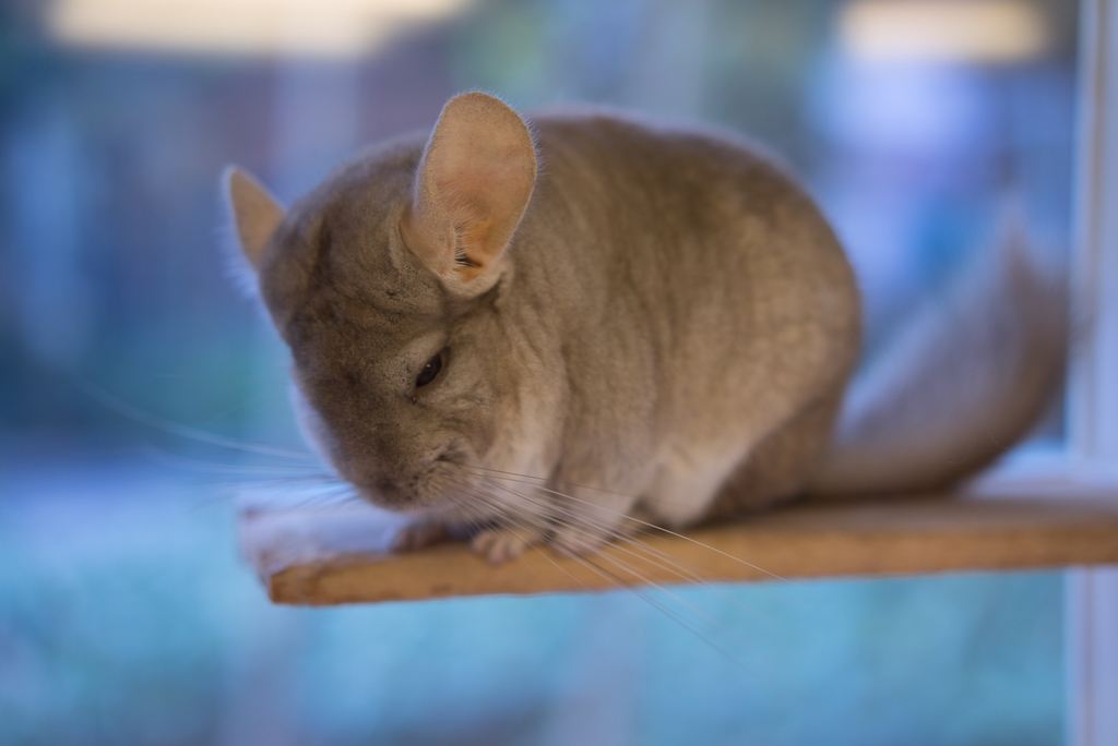 哪些宠物鼠聪明好养得可爱,什么样的宠物鼠最可爱