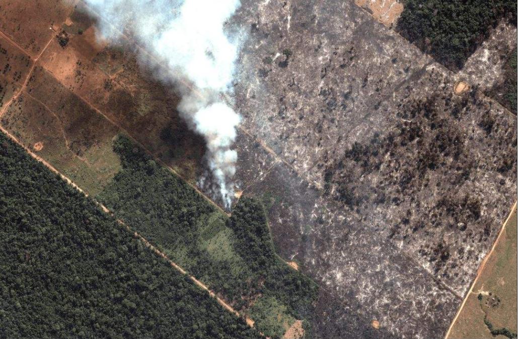 树懒那么慢，蛇一口一个准，为何还没被吃绝？树懒：它找不到我