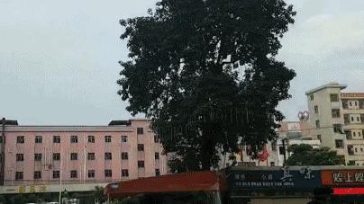 石锅鱼翅花胶捞饭团购,上海花胶鱼翅捞饭