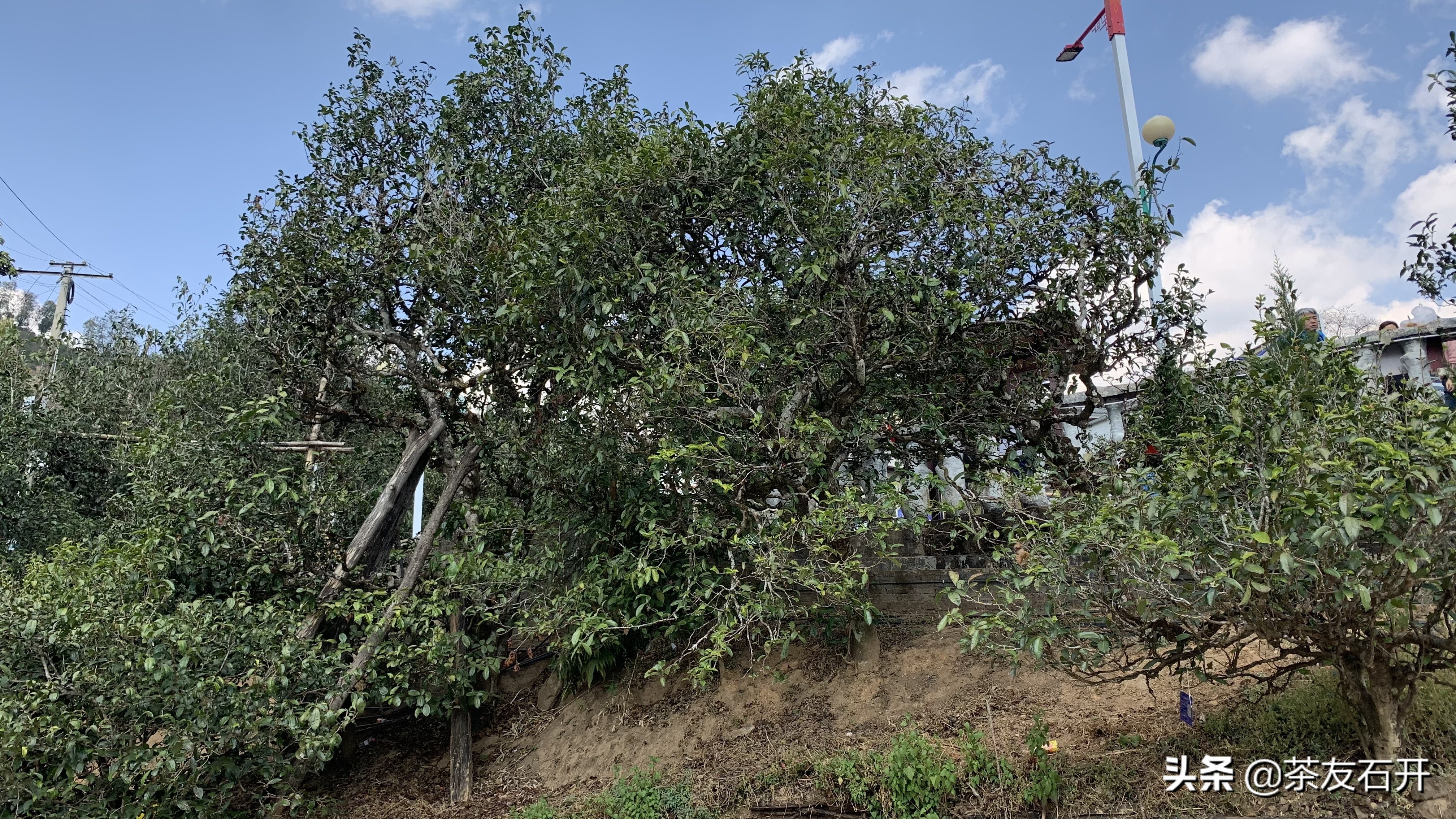 老同志古树纯料普洱茶,2006老同志深山古树普洱茶