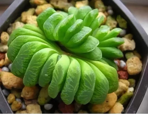 世界十大罕见花卉,世界名贵花卉高清大图