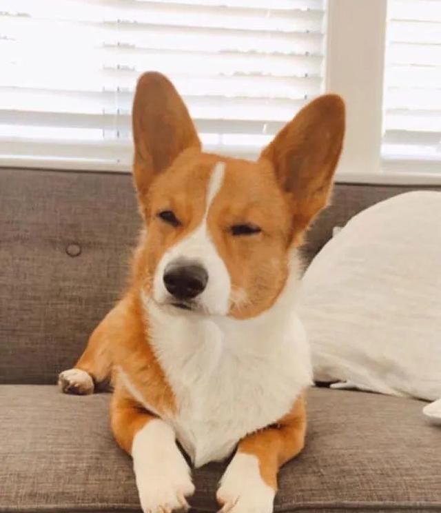 短腿柯基跟长腿柯基,鼻子很高的柯基