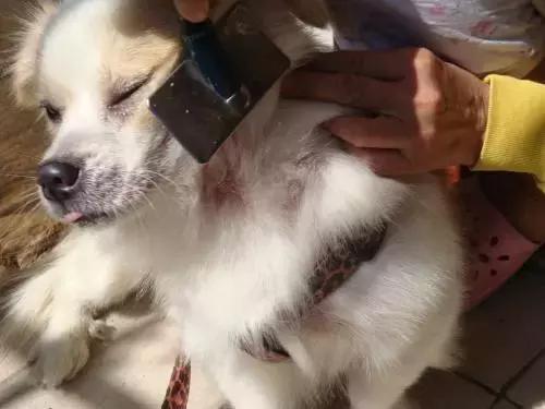 狗子老是掉毛怎么办,怎么样防止狗子掉毛快