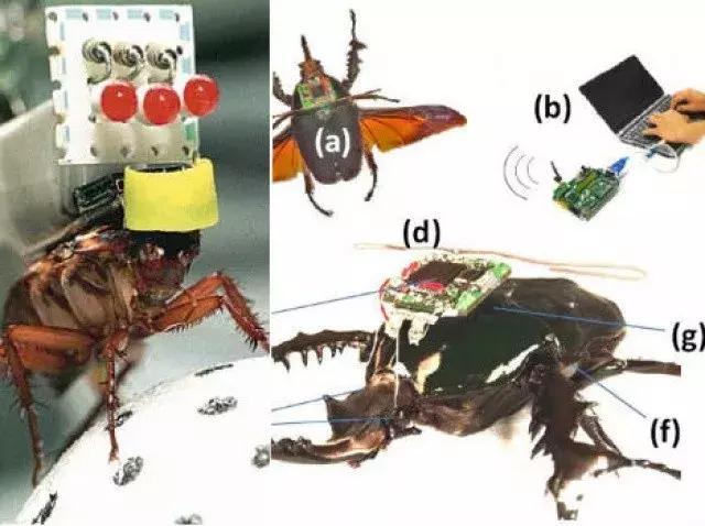间谍的暗器,间谍暗器大全