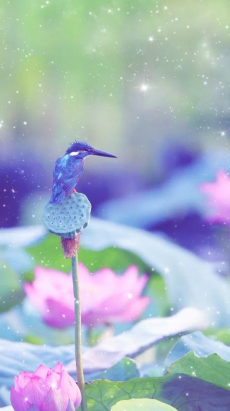 相逢在藕花深处的诗句,藕花深处等一场相逢