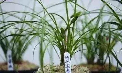 十几万一棵的多肉,50种稀有多肉多少钱一棵