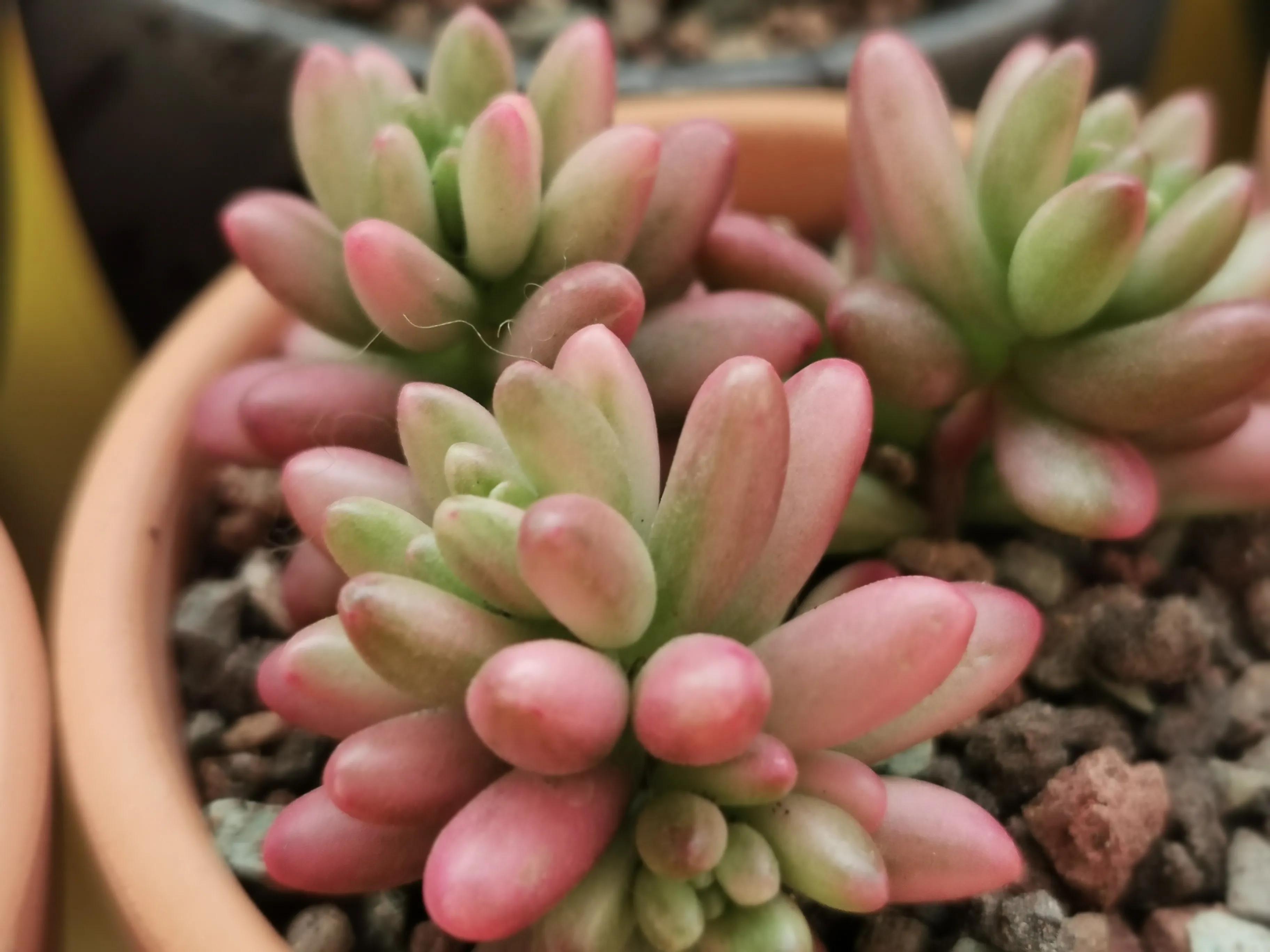 多肉品种大全大集合,多肉35元一盆图片