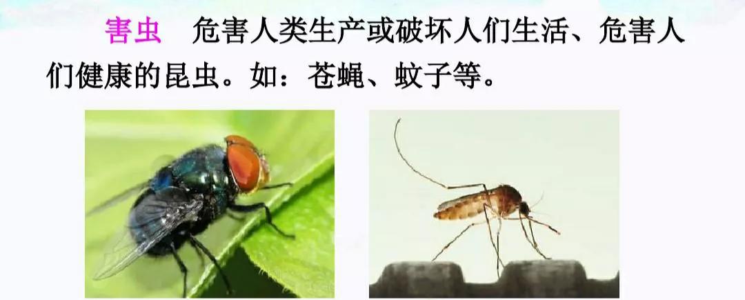 一年级下册语文动物儿歌生字组词,动物儿歌一年级下册一类二类生字