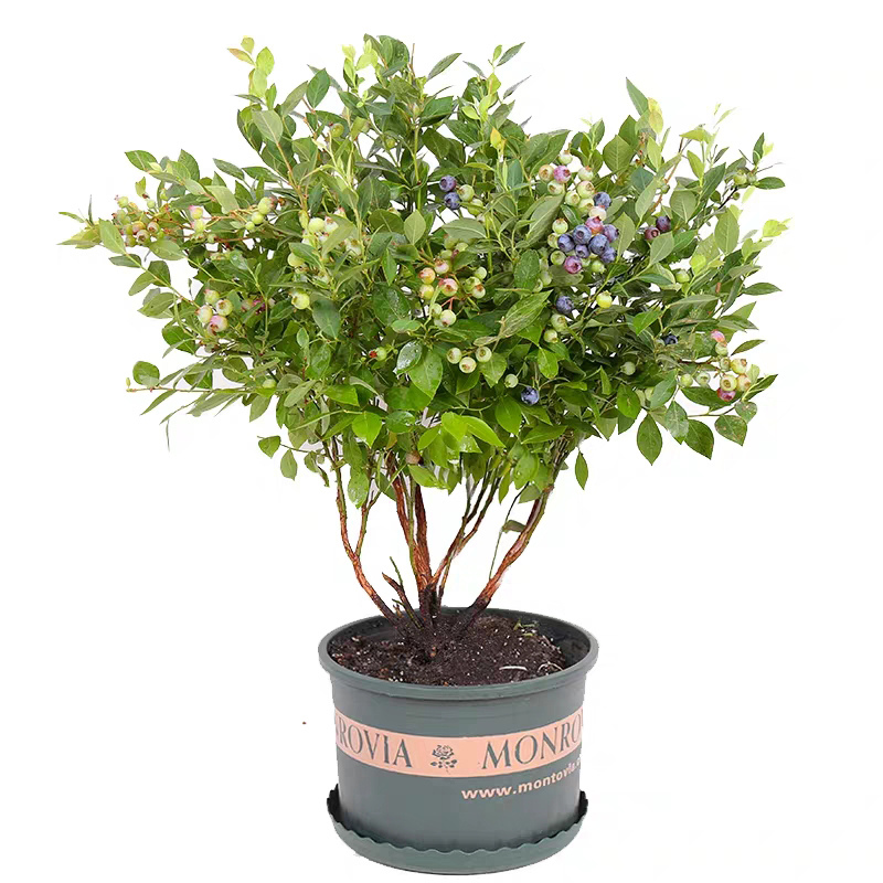 宿根盆景菊的栽培与造型,盆景果树怎么栽培啊