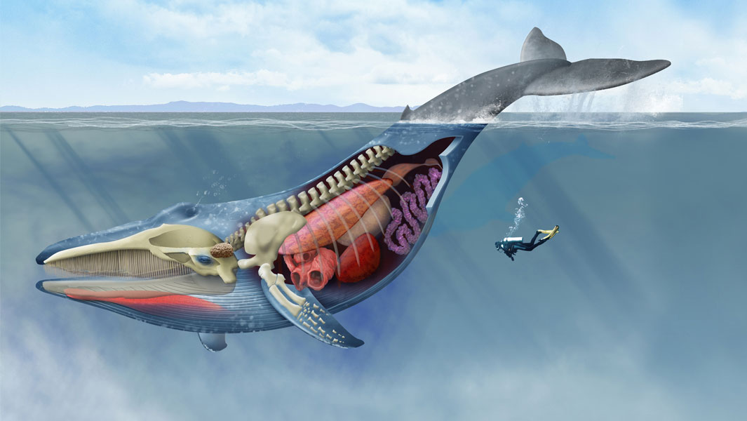 被蓝鲸吞进肚子里会发生什么,座头鲸误吞潜水员