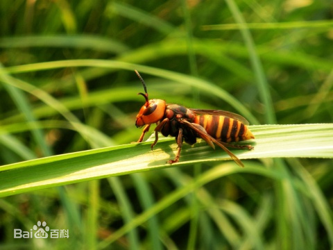 抓蜂被蜂蜇的视频,抓山蜂被蛰死
