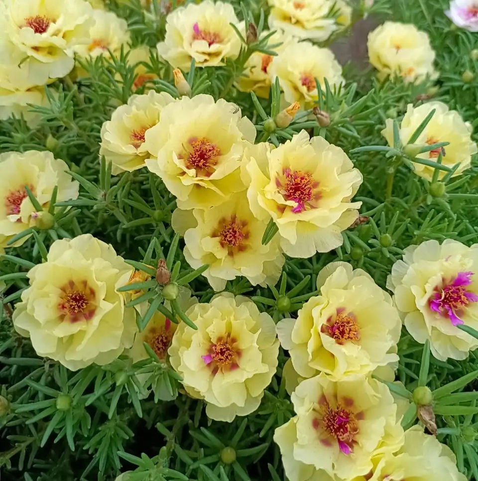 绿萝都养不活还能养什么花,好养活的懒人花绿萝