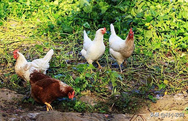 回农村搞养土鸡土鸡蛋发展怎么样,农村鸡散养挣钱么