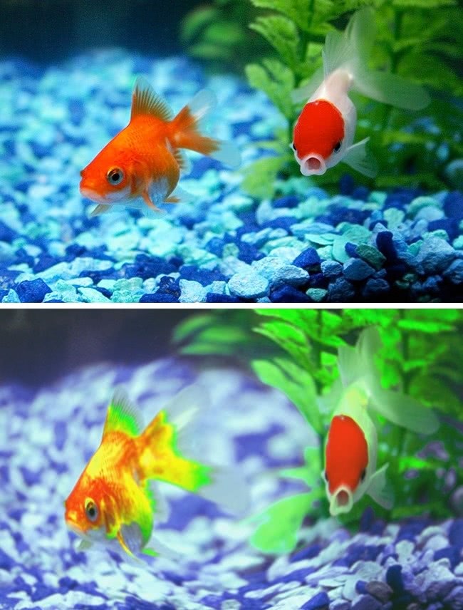 动物世界视力最好的动物,动物界中哪种动物视力最好