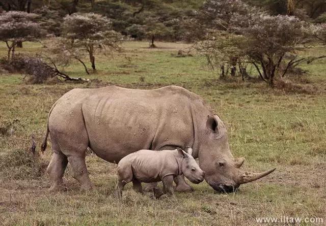 犀牛奇蹄目犀科动物,犀牛体格威猛是一种珍贵动物