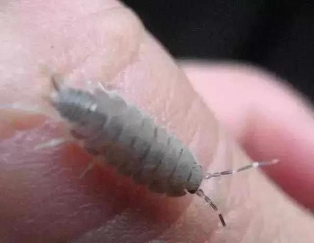 蔬菜害虫最佳防治方法,如何自制杀虫剂防治蔬菜害虫