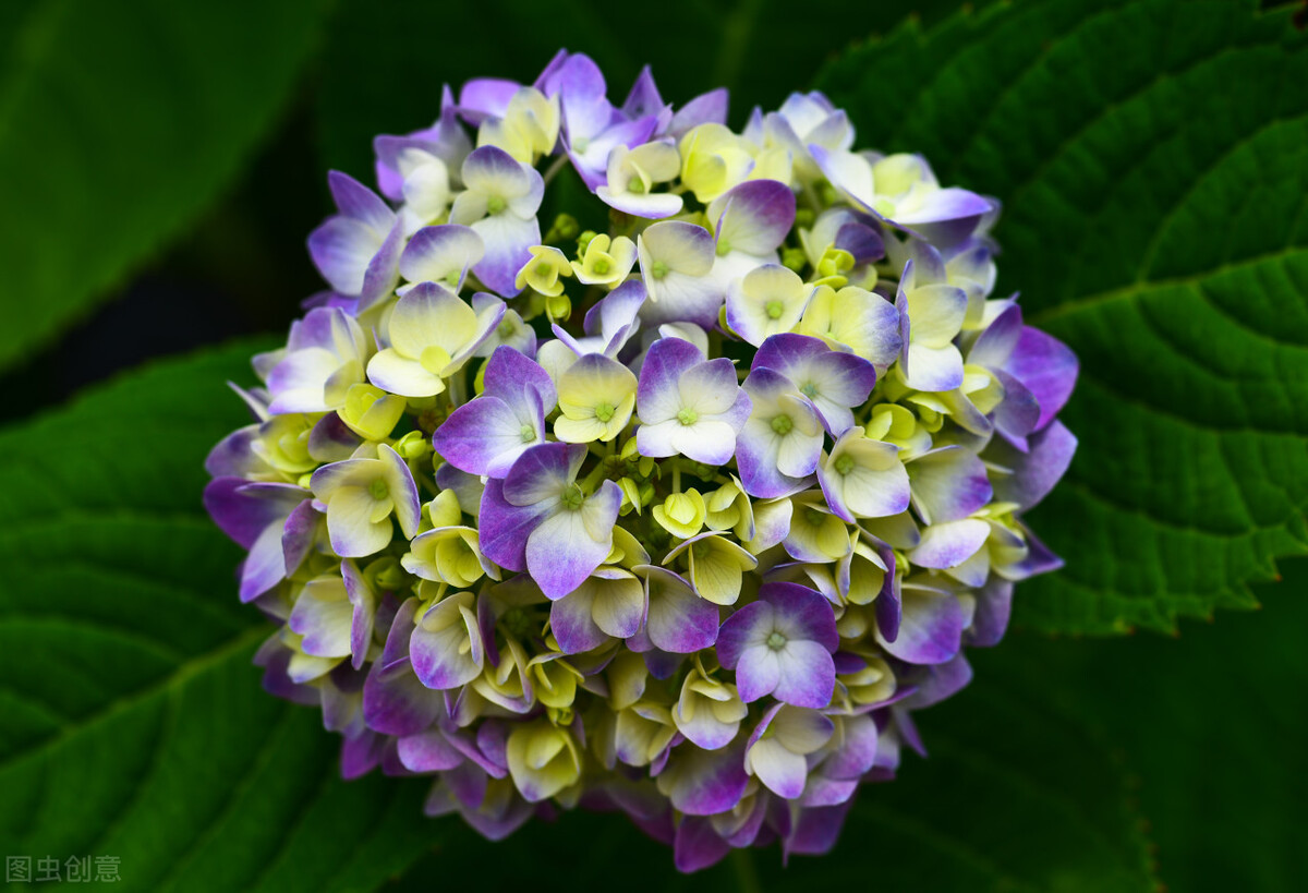 那些令人赞叹的庭院花卉,5种庭院生活方式的花卉