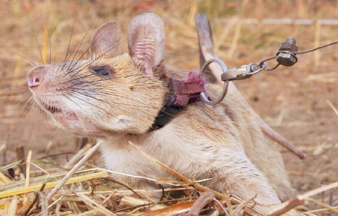 体型最大的鼠类排名,世界上最大的鼠类有多大