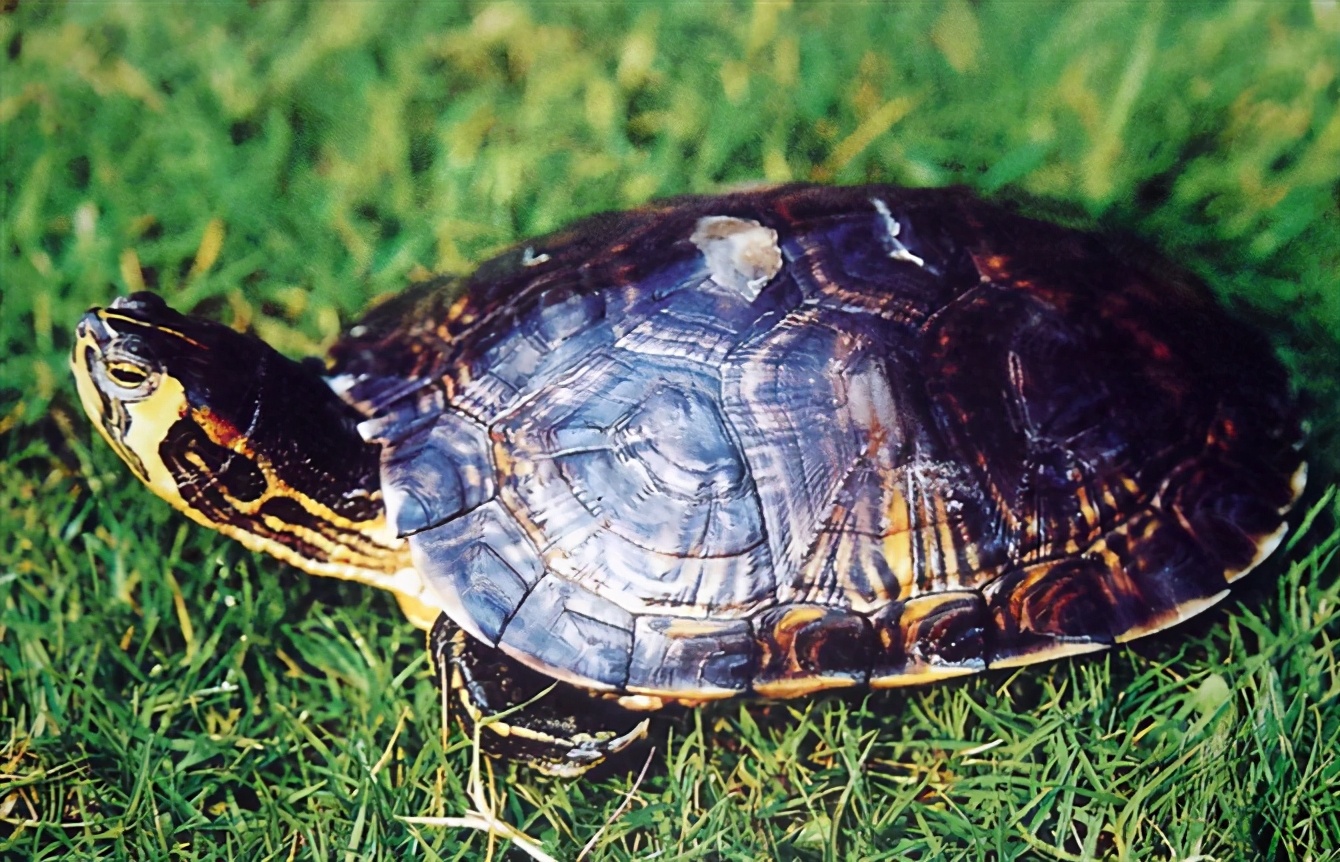 龟类大百科,大眼睛龟类