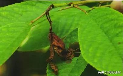 樱桃地下害虫防治方法,樱桃虫害