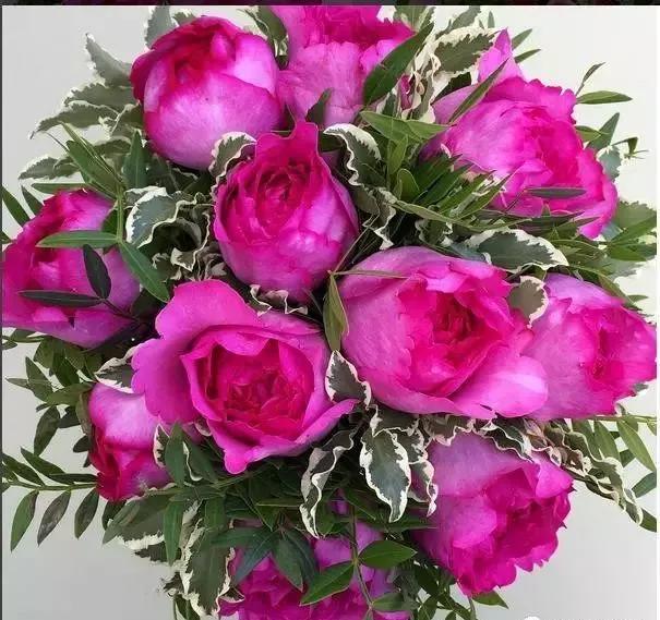 100种玫瑰花品种大全,玫瑰花有哪些品种大全