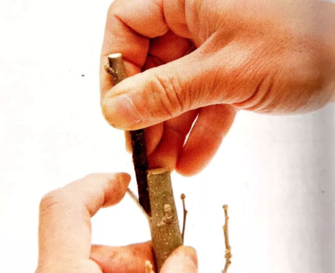 别把“嫁接”想得太苦太难，掌握6个窍门，它可是很好玩的活儿