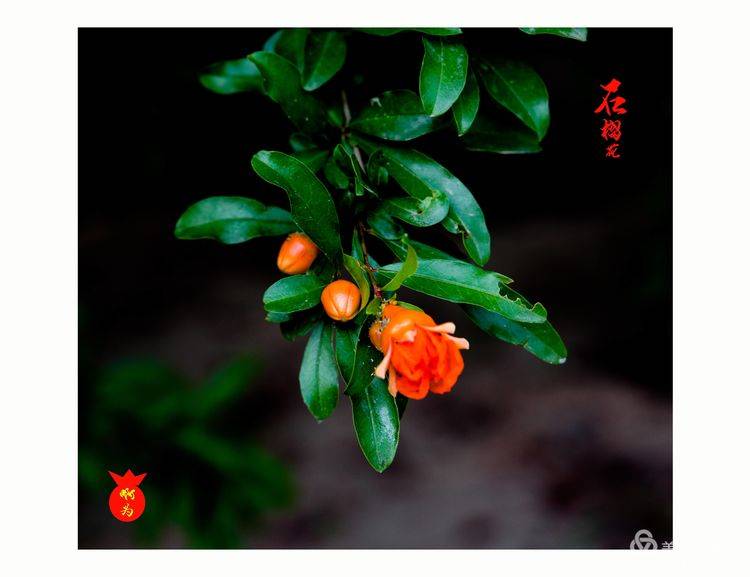 石榴花古诗词唯美,石榴花古诗词