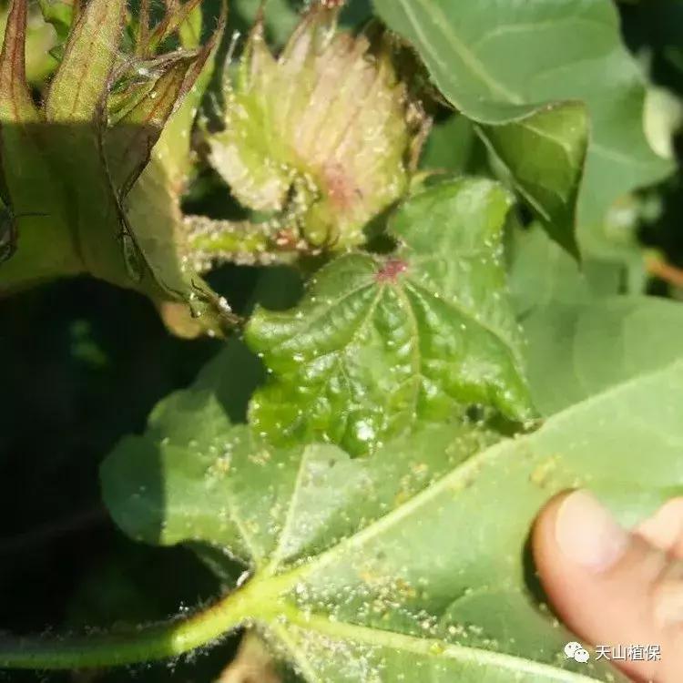 杀虫剂蟑螂药十大品牌,国产农药杀虫剂十大排名