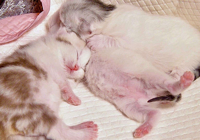 新生乳猫喂养,小奶猫该怎么养需要注意哪些事项