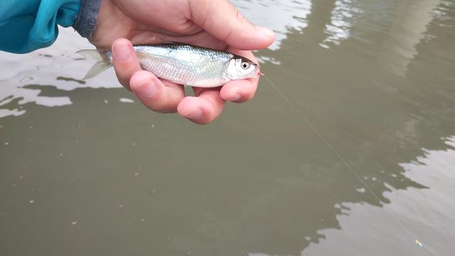 西岭雪山避暑又能钓鱼的地方,西岭雪山哪里的野沟里可以钓冷水