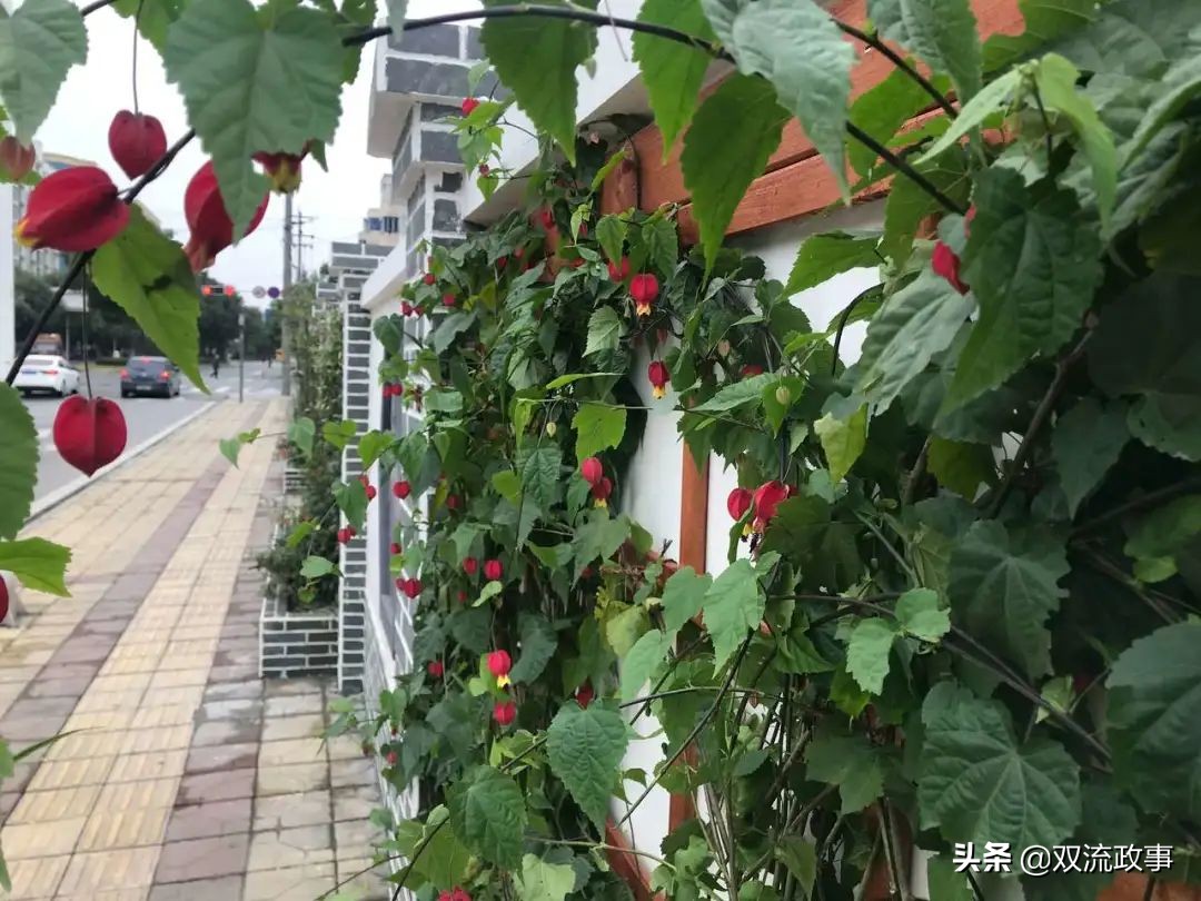 成都双流最美公园,公园城市的美