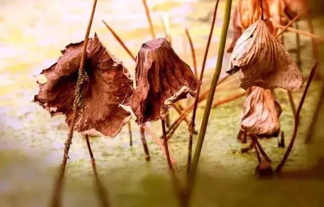 最经典的十首秋分诗词大全,秋分的优美诗词发朋友圈