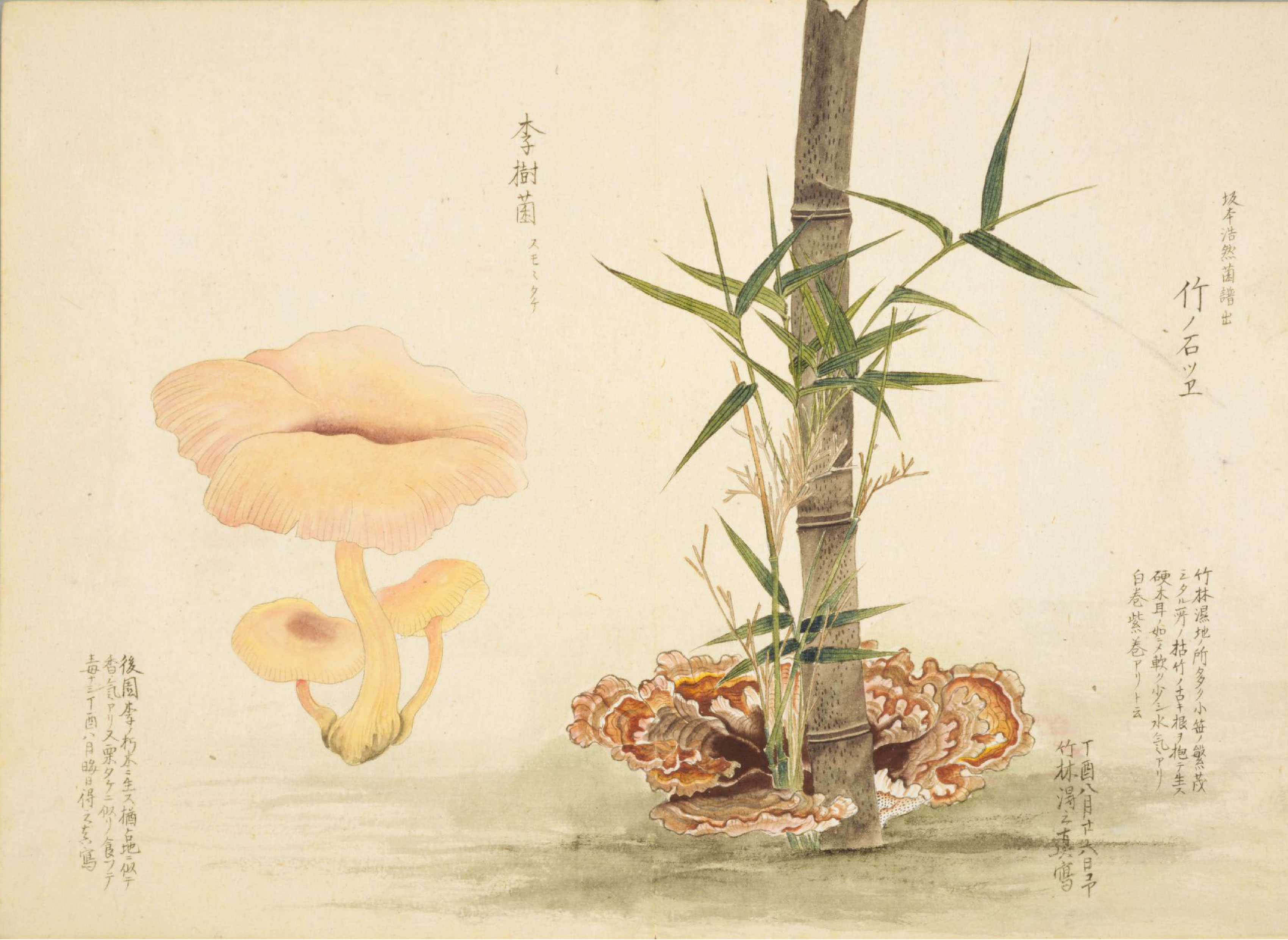 各种多彩菌图片大全,意式野菌图片大全