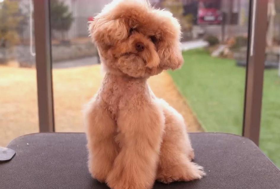 泰迪犬怎么养呢知乎,泰迪犬要怎么养才好看