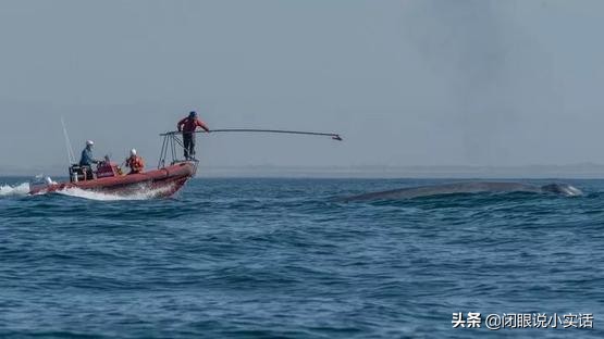 蓝鲸的心跳有多慢,蓝鲸的心跳可低至每分钟2次潜水