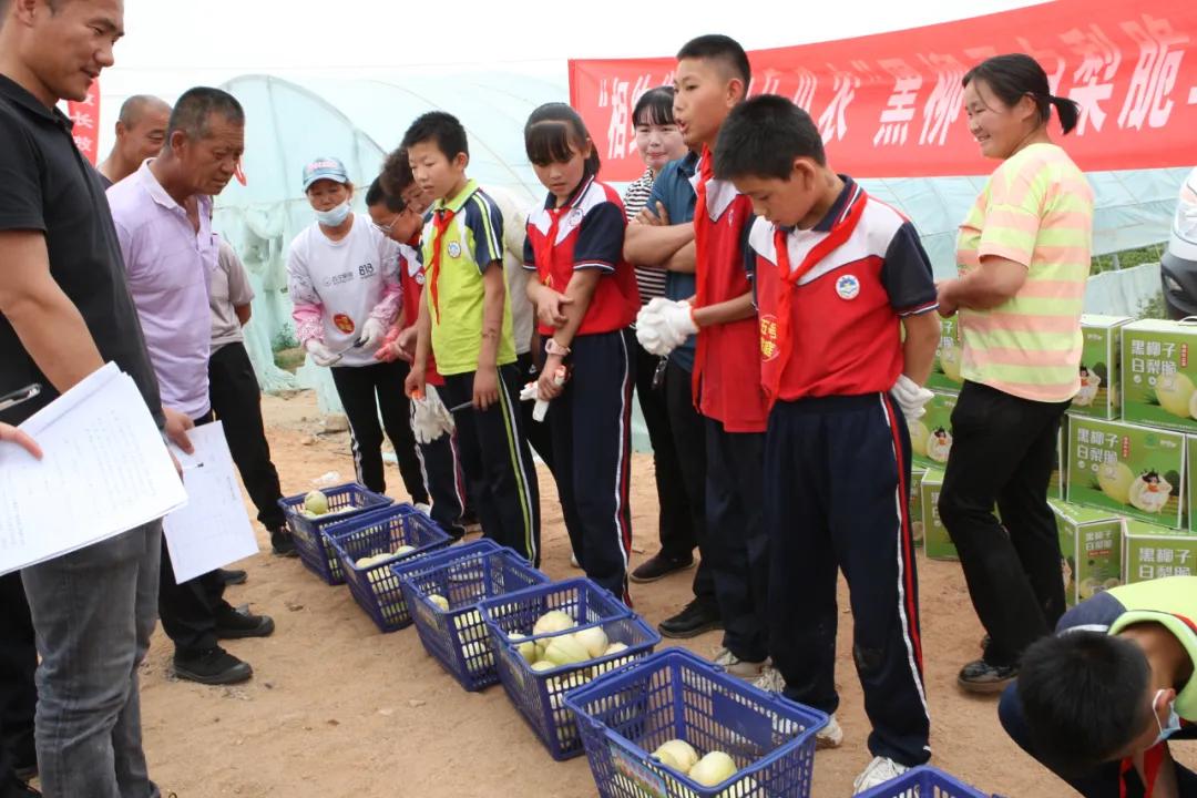 黑柳白梨脆,黑柳子白梨脆甜瓜直播