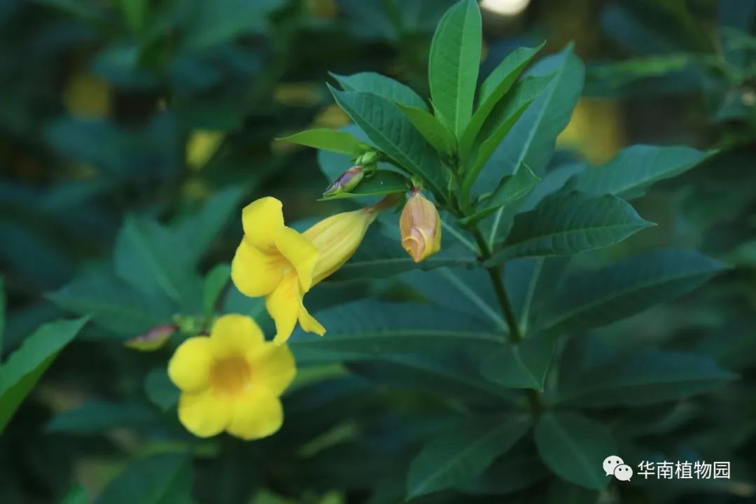 秋日识花：可爱紫红爱明黄