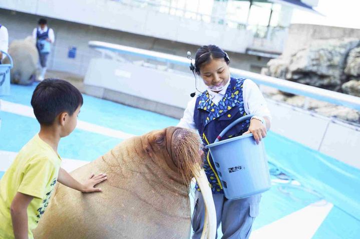 日本九州七星列车,日本九州列车
