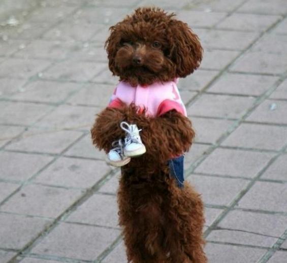 教狗狗直立行走的基本步骤,如何训练狗狗直立行走