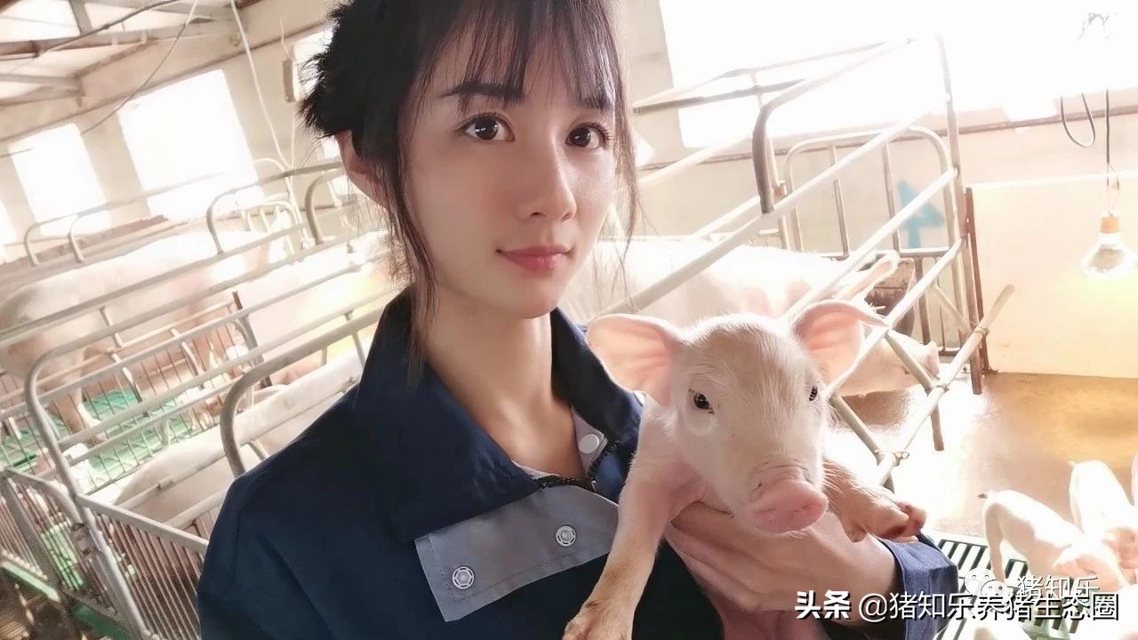 从控制的角度认识非瘟，中小型猪场非洲猪瘟详细对策—猪知乐转载