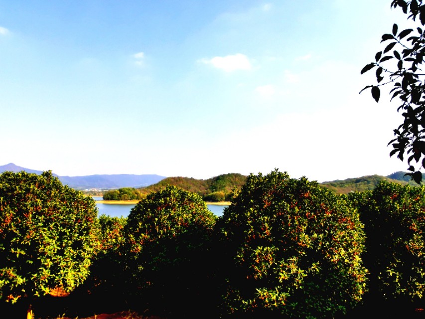 金秋十月金灿灿的桂花又香又美丽,又香又美的红桂花