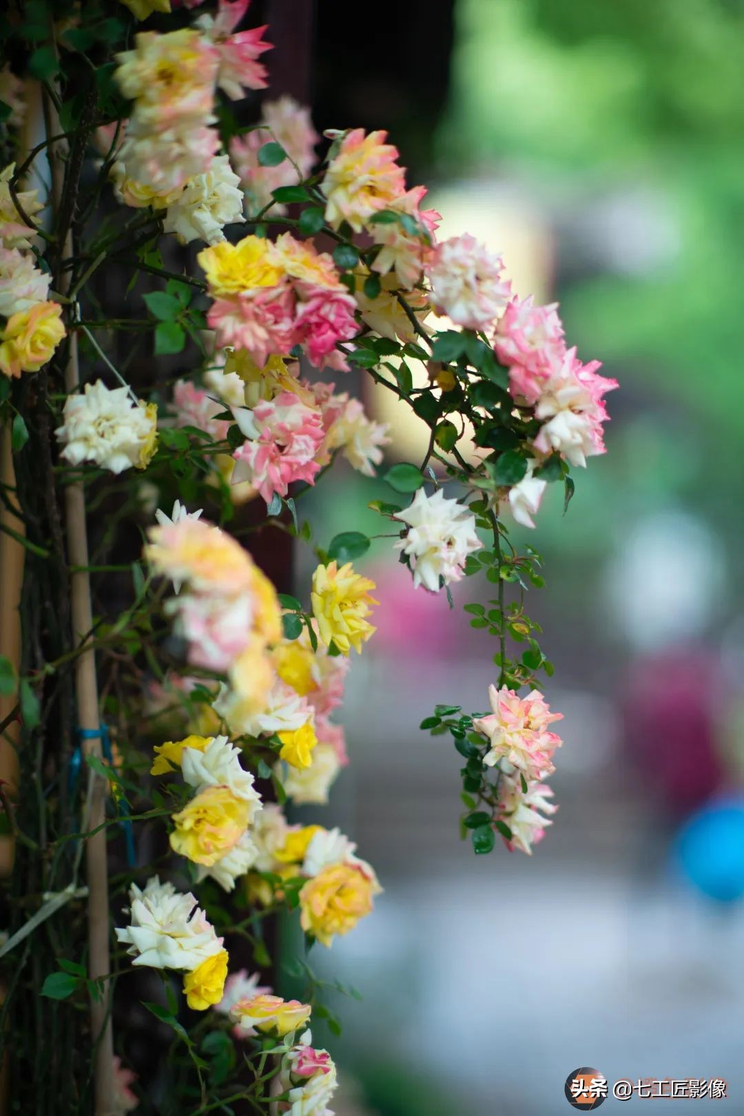 七工匠75mmf1.25夜神人像镜头,七工匠75mmf1.25参数