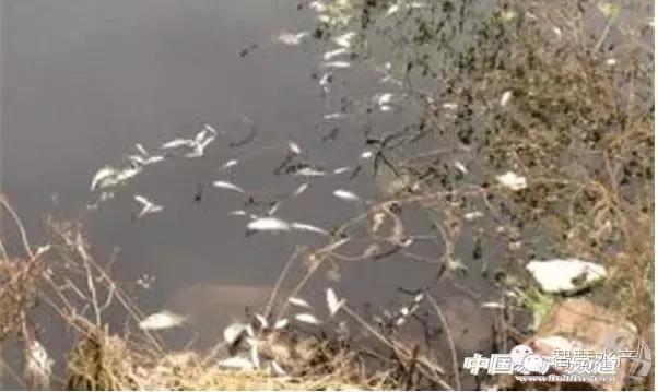 刚刚开始养殖对虾如何清理虾塘,对虾养殖ph值所折射的水质问题