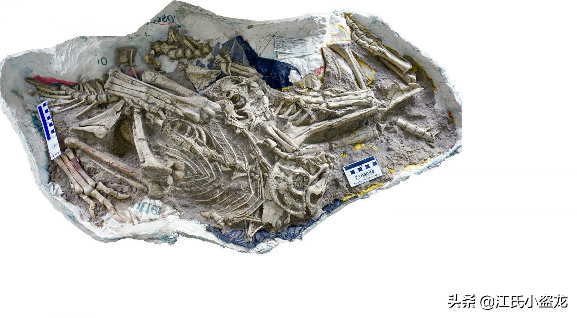 化石带有羽毛的恐龙到底是谁,随着化石而确定恐龙的样子