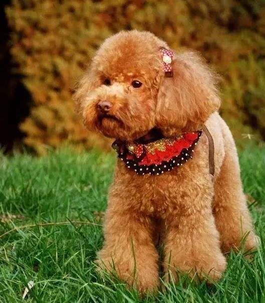 72种名犬分类介绍及图片,72种名犬及图片