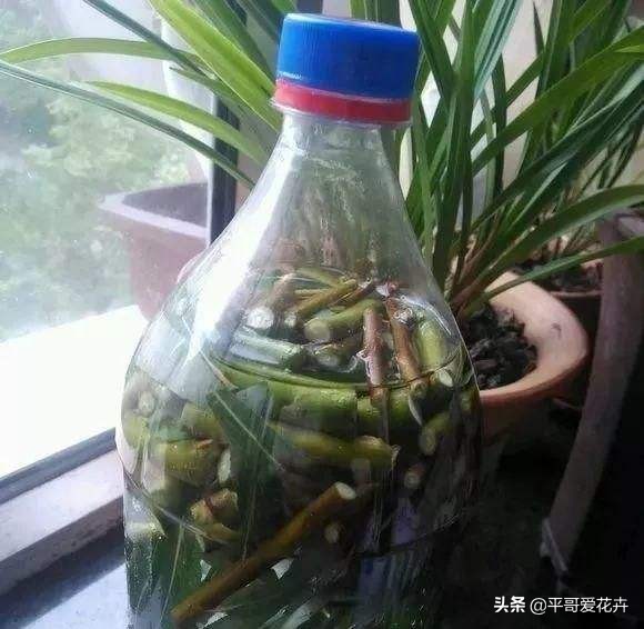 自制浇花水不板结,自制水溶液浇花的方法