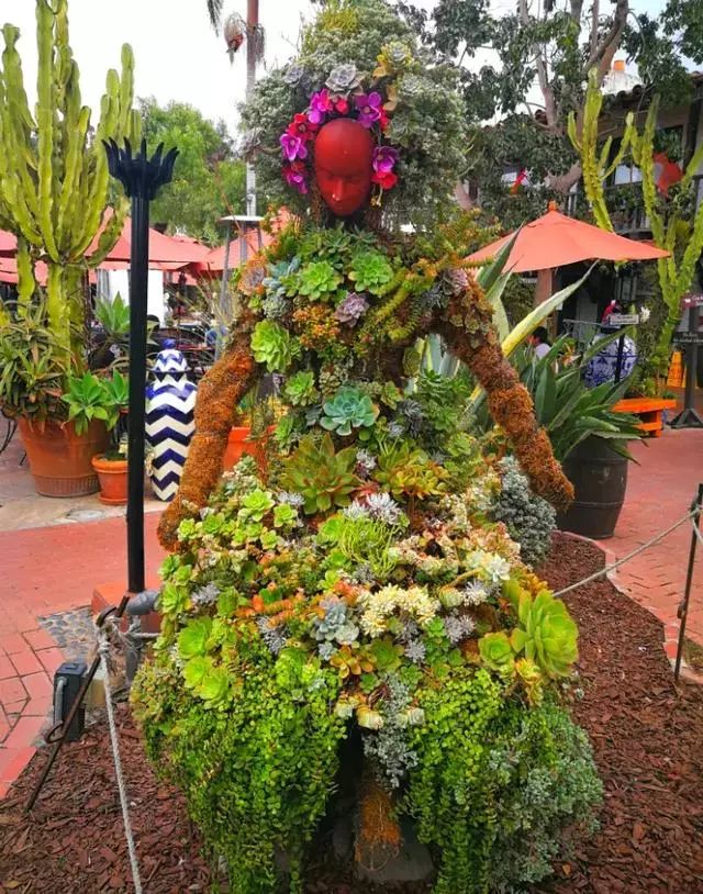 大叔养多肉20年，一片叶子上万块，盆盆都快成精了！