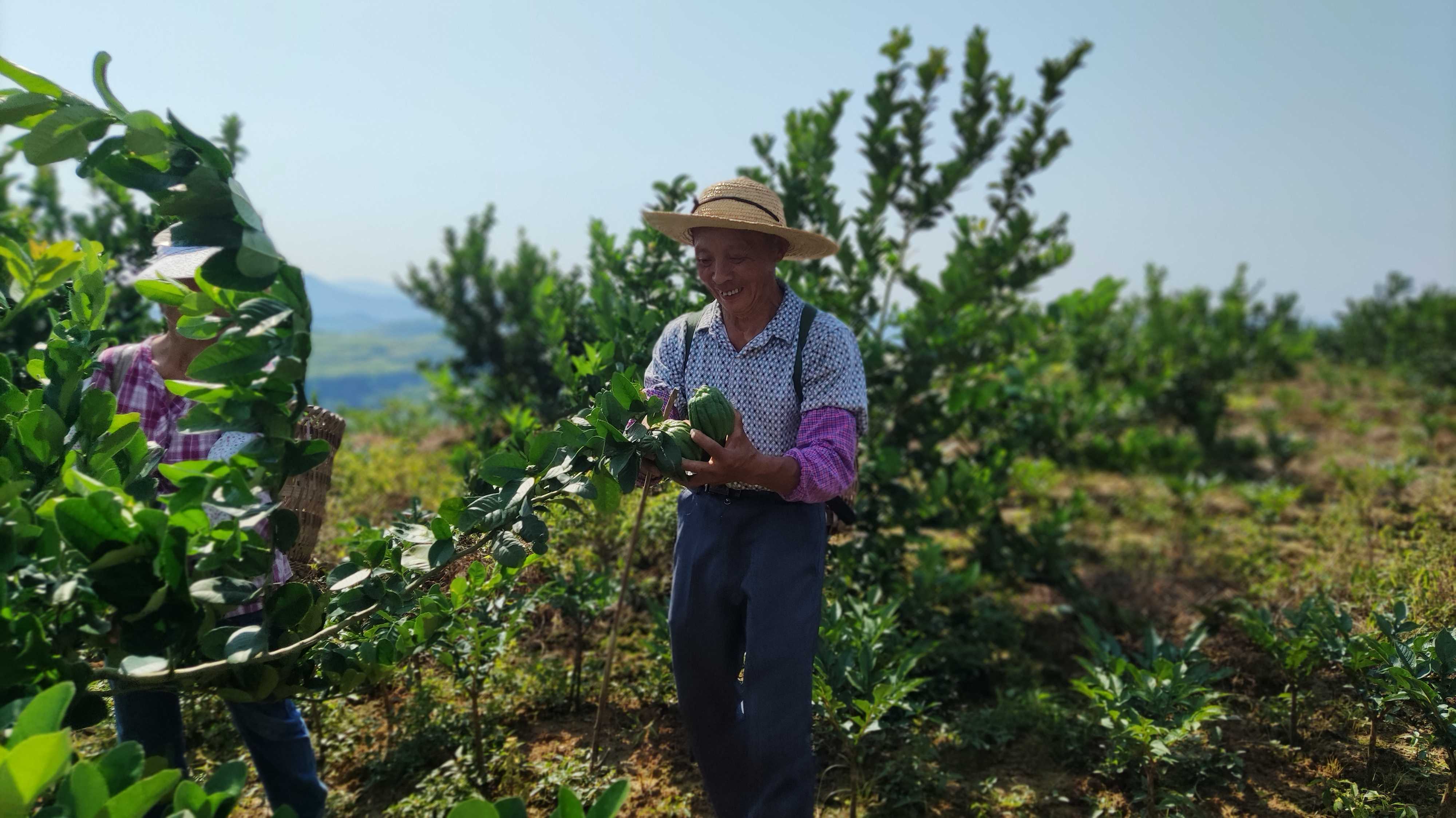 皋兰什川万亩梨园鼓起农民钱袋子,千亩中药材鼓起农民腰包