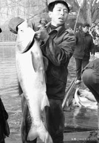 鱼腹中书君权神授,鱼腹之中能发现什么