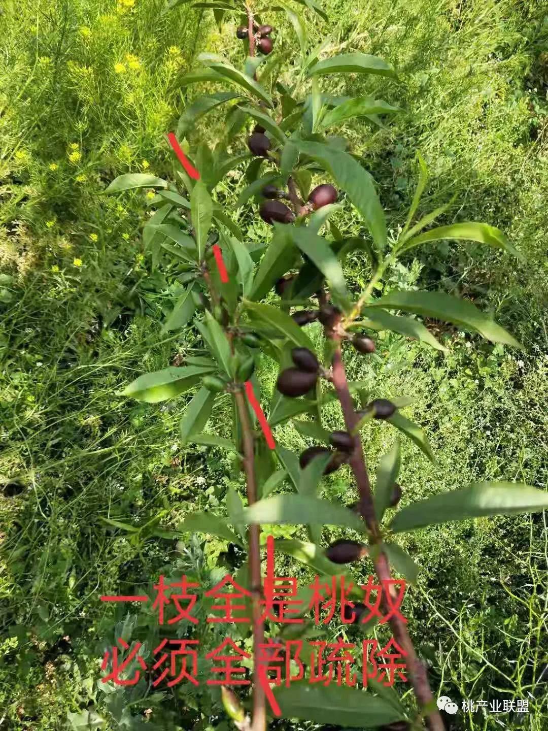 桃奴！桃奴！坚决不能留